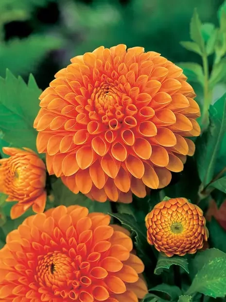 Dahlie (Dahlia) 'Jowey Linda'