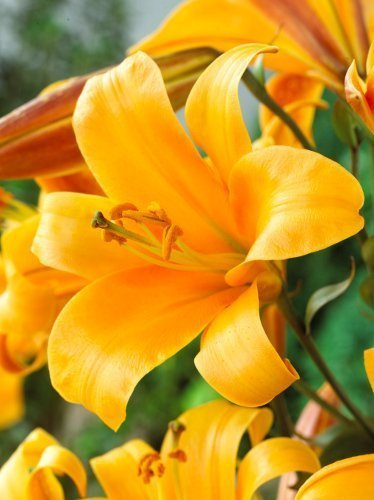 Lilie (Lilium) 'Orange Planet'