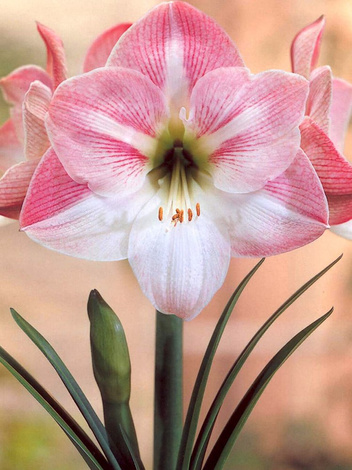 Ritterstern (Hippeastrum) 'Apple Blossom'    