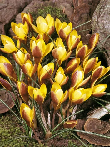 Krokus (Crocus) 'Zwanenburg Bronze' 20 St.