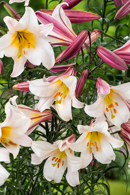 Lilie (Lilium) 'Regale'