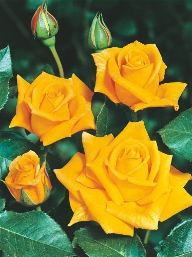 Kletterrose (Rosa) 'Royal Gold'