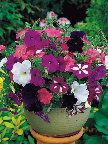 Samen Hängepetunien (Petunia pendula)