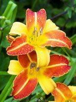 Taglilie (Hemerocallis) 'Frans Halls'