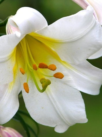 Lilie (Lilium) 'Regale Album'