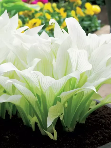 Funkie (Hosta) 'White Feather'