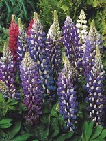 Lupine (Lupinus) blau