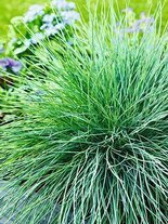 Nasiona Niebieska Trawa Ozdobna - Festuca Glauca