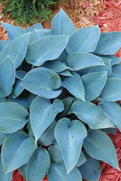 Funkie (Hosta) 'Canadian Blue'  1 St.