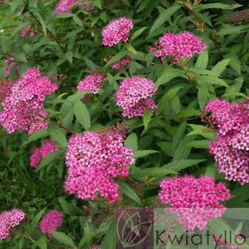 Spierstrauch (Spiraea) 'Antony Waterer' - Zierstrauch