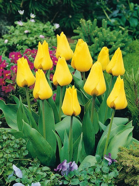 Tulpe Greigii 'Golden Tango'