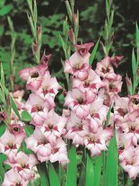 Gladiole billig (Gladiolus) 'Vera Lynn'