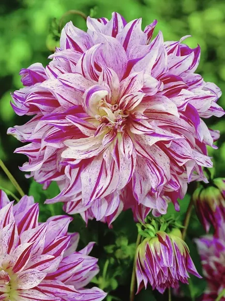 Dahlia (Dahlia) Bristol Stripe