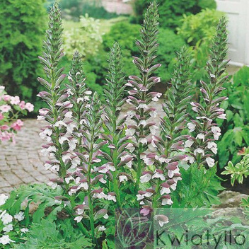 Nasiona Akant Miękki - Acanthus Mollis