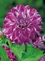 Dahlie (Dahlia) 'Optic Illusion'