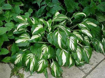 Funkia (Hosta) Mediovariegata