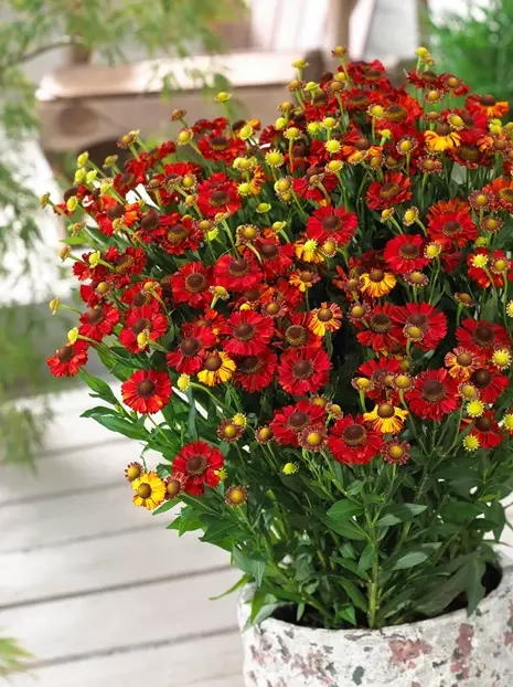 Sonnenbraut (Helenium) 'Hot Lava'