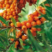 Der weiblicher Sanddorn (Hippophae rhamnoides)