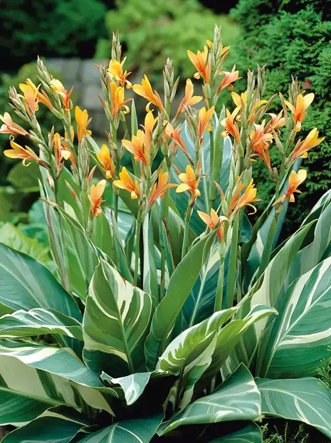 Blumenrohr (Canna) 'Stuttgart' 1 St.