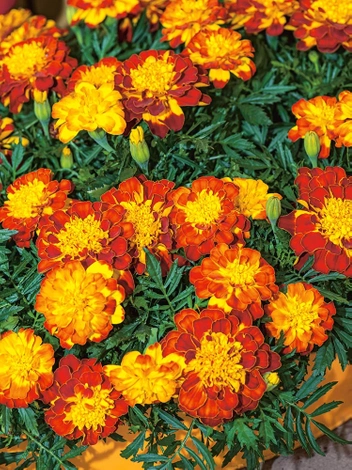 Samen (Tagetes patula nana) Mix