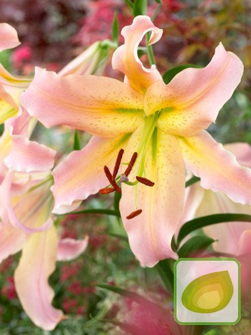 Lilie (Lilium) Elusive