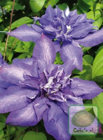 Powojnik (Clematis) Daniel Deronda