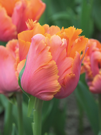 Tulpe (Tulipa) 'Amazing Parrot'