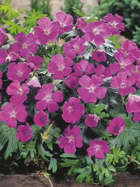 Storchschnabel (Geranium sanguineum)