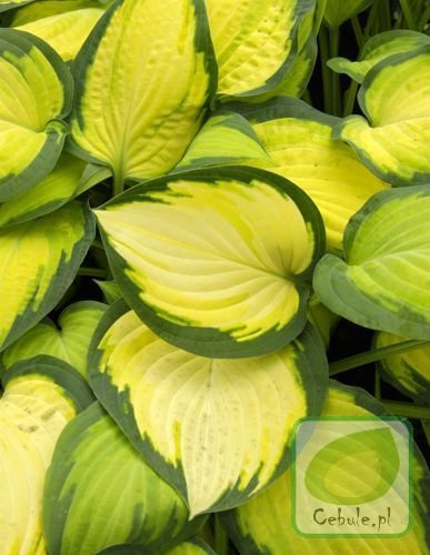 Funkia (Hosta) Orange Marmalade