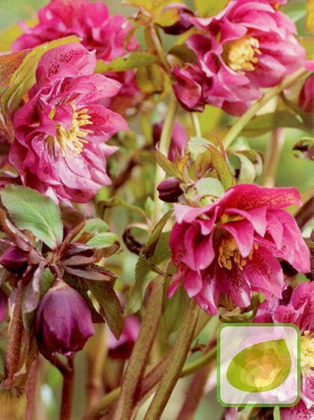 Ciemiernik (Helleborus) Double Ellen Red