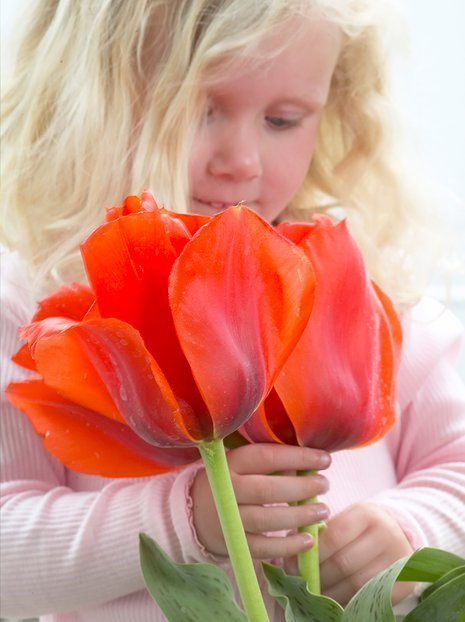 Tulpe (Tulipa) 'Casa Grande'