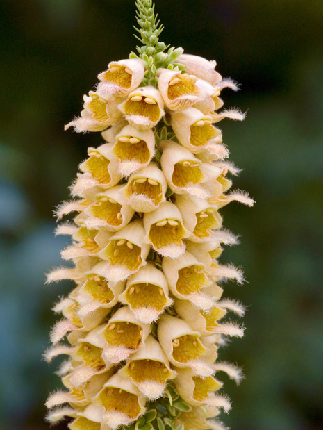 Fingerhut (Digitalis)  'Ferruginea' 1 St.