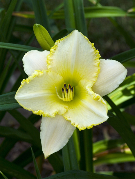 Taglilie (Hemerocallis) ' Blizzard Bay ' 1 St.