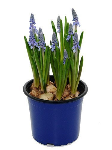 Traubenhyazinte (Muscari) 'Artist'