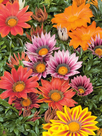 Samen Gazanie Mix (Gazania rigens)