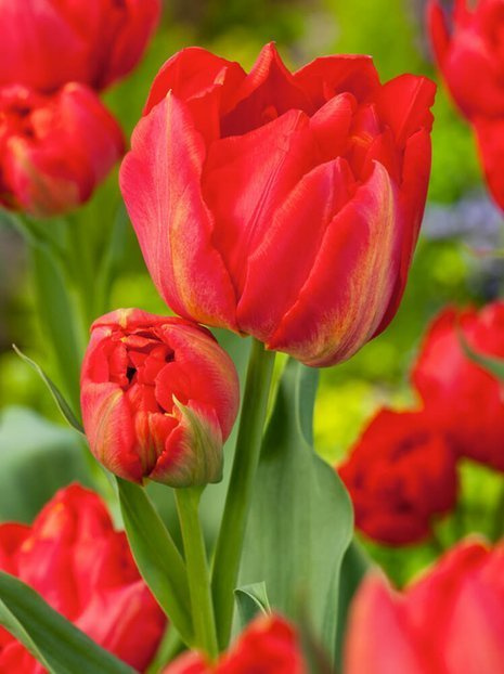 (Tulipa) 'Viking'