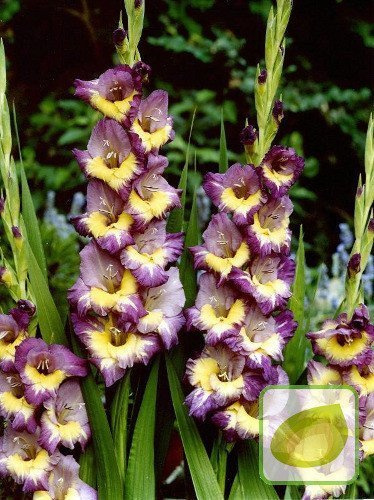 Gladiole (Gladiolus) Dynamite