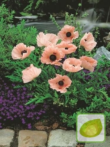 Mohne ( Papaver) Mrs Perry