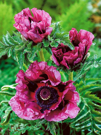 Mohn (Papaver orientale) 'Patty’s Plum'