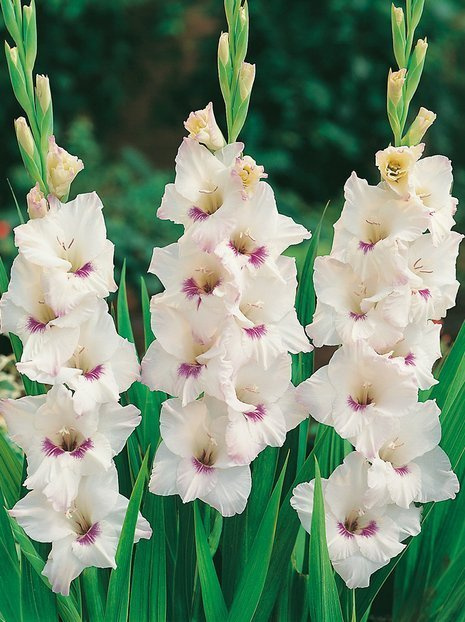 Gladiole (Gladiolus) 'Claudy'