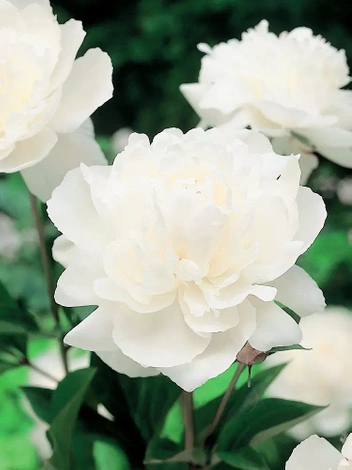 Pfingstrose (Paeonia lactiflora) 'Duchesse de Nemours'