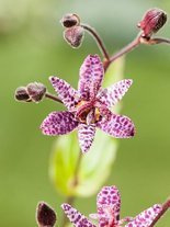 Krötenlilie (Tricyrtis formosana)