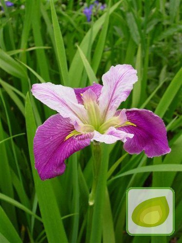 Louisiana-Schwertlilie ( Iris Louisiana ) Colorific