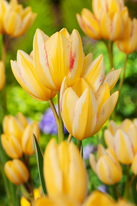 Tulpe ( Tulipa ) Antoinette 3 St.