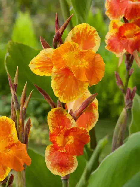 Blumenrohr (Canna) 'Mr. Crozy' 1 St.