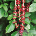 Chinesisches Spaltkörbchen (Schisandra Chinensis) 