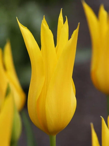 Tulpe (Tulipa) 'West Point' 5 szt.