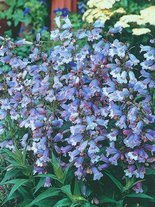 Bartfaden (Penstemon) 'Stapleford Gem'