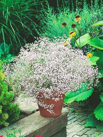 Schleierkraut (Gypsophylla paniculata) 'White'