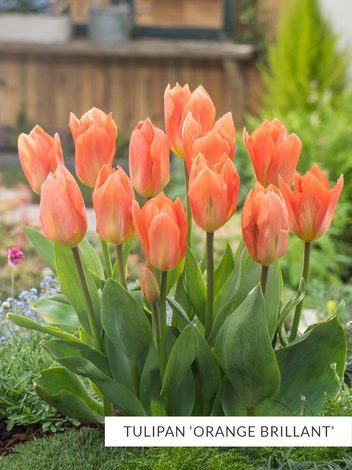 Satz Tulpen Fosteriana